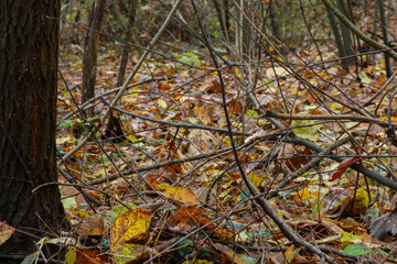 Le differenti sfumature di colori del bosco in autunno, stagioni e natura