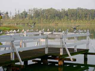 Park recreation area by the lake. Wolsztyn, Poland
