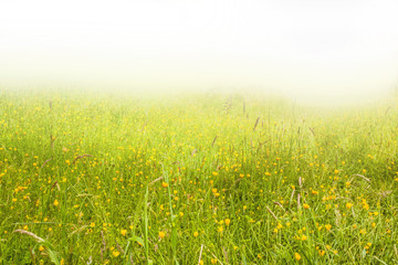 Fototapeta na wymiar field of green grass and blue sky