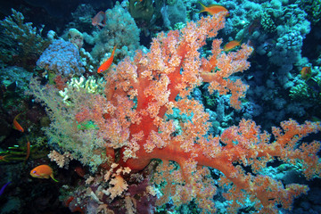 Fototapeta na wymiar Members of the Dendronephthya genus are considered one of the most beautiful corals in the world.