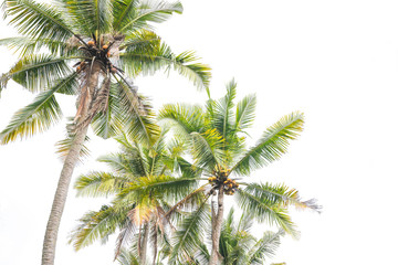 Palm Trees on white Background