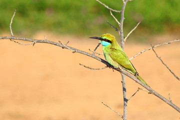 Bee eater sitting on a branch, looking for insects