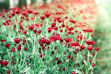 The beautiful red poppies flowers in the garden under the light with a blur background, focus in one spot