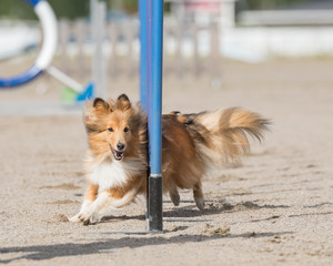 Shetland Sheepdog doing slalom on dog agility course