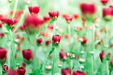 Obraz premium The beautiful red poppies flowers in the garden under the light with a blur background, focus in one spot