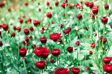 Obraz premium The beautiful red poppies flowers in the garden under the light with a blur background, focus in one spot