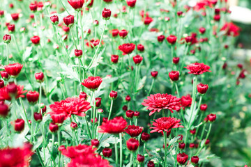 Obraz premium The beautiful red poppies flowers in the garden under the light with a blur background, focus in one spot