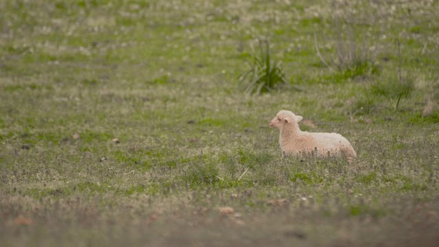 Cordero sentado en el prado en un prado verde