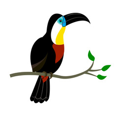 illustration of a toucan on white background