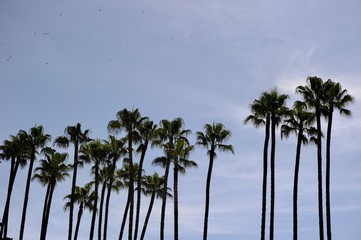 Obraz premium palmeras