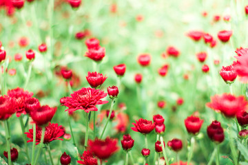 The beautiful red poppies flowers in the garden under the light with a blur background, focus in one spot