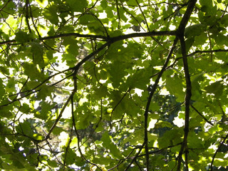 Forest trees as nature background.
