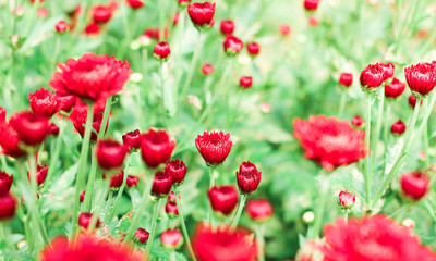 The beautiful red poppies flowers in the garden under the light with a blur background, focus in one spot