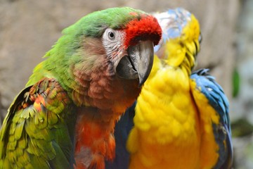 two parrots with beautiful colors