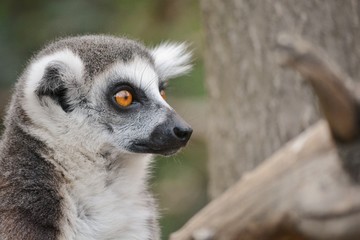 Naklejka na ściany i meble a ring-tailed lemur in the zoo