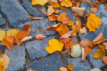 Yellow fallen leaves on cobbled alley in a city, autumn season, nobody, street