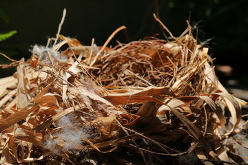Bird's nest on background,Hard ground