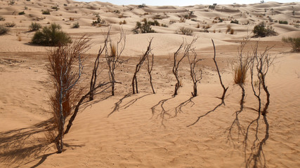 Tracce nel deserto