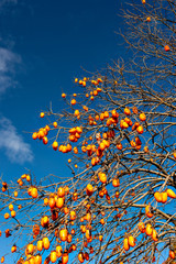 Kaki (persimmon) fruit on tree after defoliation in Japan in late autumn