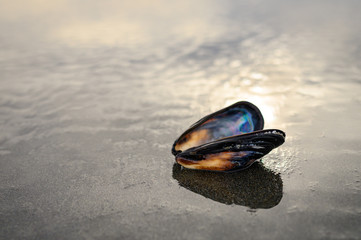 A Blue Mussel (Mytilus Edulis) Shell Rests On The Beach; Southern Oregon