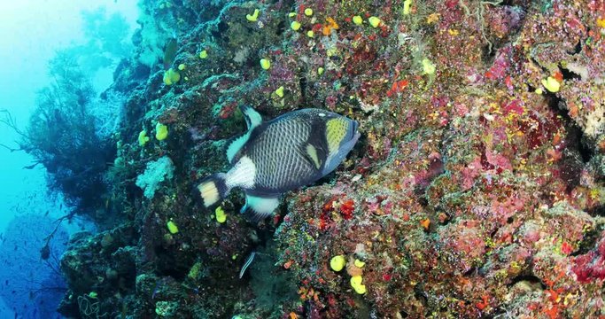 Underwater wide angle, soft corals and trigger fish in frame. Wide angle