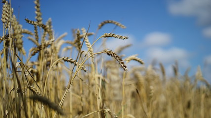 close-up field of golden wheat with the blue sky