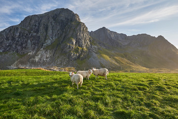 Sheep in mountains at summer, Lofoten, Norway