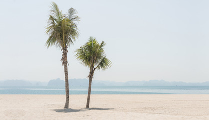 Pastel palm tree beach