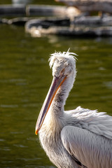 Dalmatian pelican (Pelecanus crispus) Wildlife in natural habitat