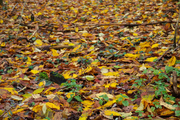 Le foglie e le differenti sfumature di colori del bosco in autunno, stagioni e natura