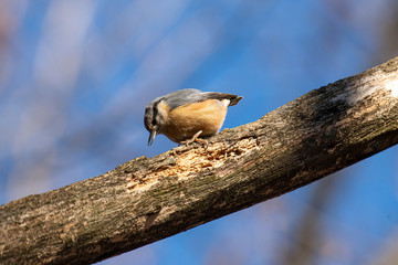 Eurasian Nuthatch Sitta europaea sitting on a tree branch.