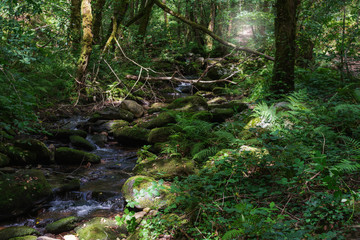 Eume river in the Fragas do Eume park