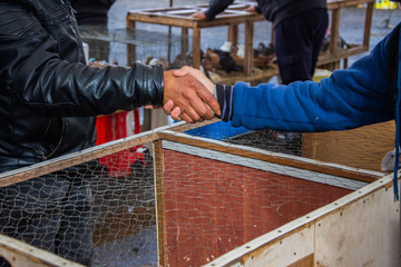 Istanbul/ Turkey - 12.01.2019: Men shaking hands on the bird market in Istanbul