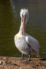 Dalmatian pelican (Pelecanus crispus) Wildlife in natural habitat