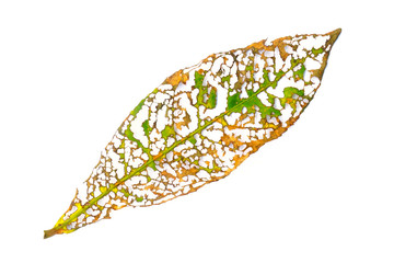 Leaf with holes, eaten by pests isolated on white background, Green leaves are eaten by worms