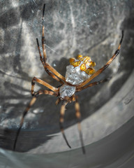 silver and yellow spider
