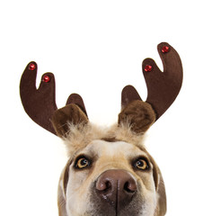 close-up hide dog pet celebrating christmas wearing a reindeer antlers diadem. Isolated on white expression © Sandra