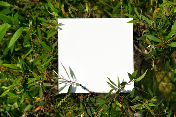 white square canvas frame in green leave natural  background