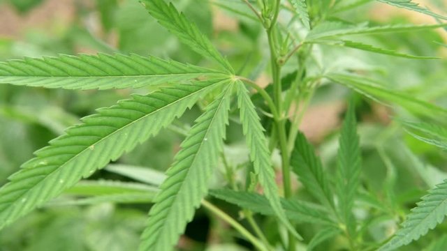 leaf of young and fresh cannabis close-up
