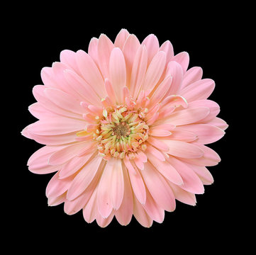 Beautiful Pink Daisy Gerbera Flower Isolated On Black Background With Clipping Path