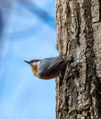 Eurasian Nuthatch Sitta europaea sitting on a tree branch.