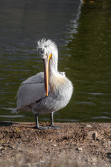 Dalmatian pelican (Pelecanus crispus) Wildlife in natural habitat