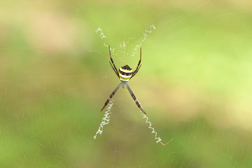 Close-up Multi-coloured Saint Andrew's Cross Spider (Argiope versicolor) with blurred green nature background.