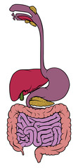 A digestive system human anatomy gut gastrointestinal tract diagram