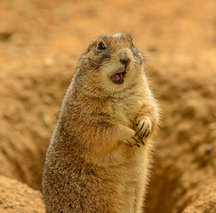 portrait of prairie dog (Cynomys ludovicianus) with opened mouth looking confused