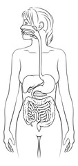 A medical anatomy diagram of a woman showing the human digestive system