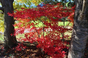 秋　どうだん　紅葉　風景