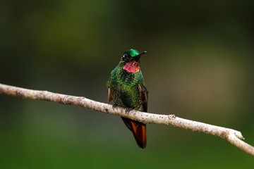 Close up of a colorful Brazilian Ruby perched on a branch against defocused green background, Folha Seca, Brazil