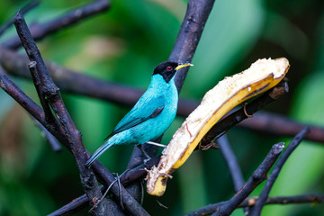 Close up of a Green honeycreeper, front view, perched on a banana against defocused background, Folha Seca, Brazil