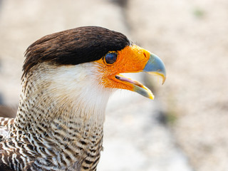 Caracara Huppé ou à Crête
